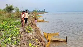 नदी किनारे चढ़ने वाली मछलियों को शिकारी लोग कैसे पकड़ते हैं #fishhunting2 