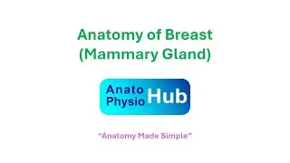 Anatomy of the Breast | Medical Education | Anatophysio Hub