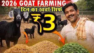बकरी को क्या खिलाएँ और कब? | गलत डाइट = सीधा नुकसान || Bakriyon Ka Sasta Aur Faida Wala Diet Plan