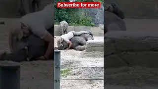 Zoo keeper loves elephant