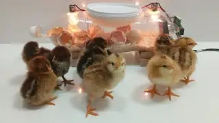 $0 Incubator | 100% Successful Chick Hatching at Home