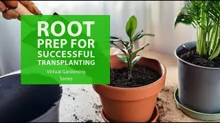 Virtual Gardening Series: Root Prep for Successful Transplanting