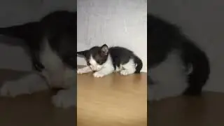 kitty care &lrm;@vinothjustice&nbsp;