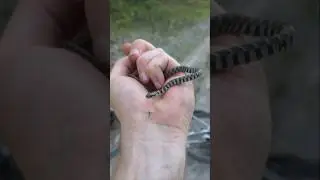 Do Snakes Eat Mosquitoes?