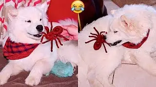 My Dog Reacts to Giant Spider