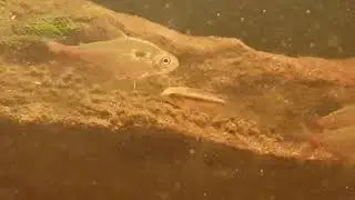 Apistogramma lineata - biotope aquarium