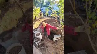 Фермерский мальчик тянется к золоту #Фермерство
