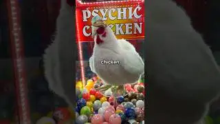 This Chicken Told me my Fortune 🔮 #shorts #fortune #arcade