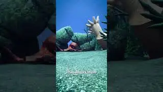Octopus Limb Regrowth 🤔