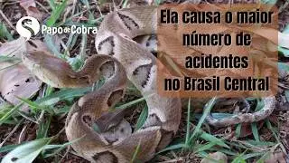 Jararaca do Cerrado - Bothrops moojeni  | Papo de Cobra