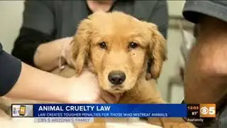 CBS 5: AZ Animal Cruelty Bill Passes