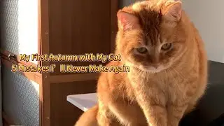 5 Cat Care Mistakes to Avoid This Fall                   A cat owner&rsquo;s real story and practical tips