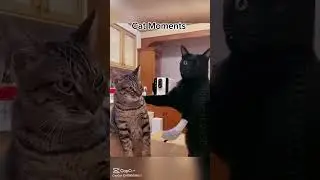 Cast Moments #memes #funny