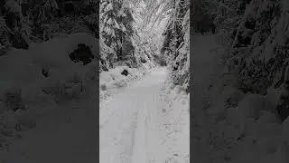O zi de iarnă pe cărările munților Apuseni, departe de zgomotul lumii!