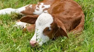 pictures videos ambient cows realistic sound effect of cow mooing video sounds effects animal