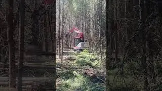 Commercial thinning