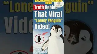 Viral Penguin Clip: आज़ादी या एक बड़ी मुसीबत? 🤔इस वायरल पेंगुइन वीडियो के पीछे का काला सच! 🐧💔