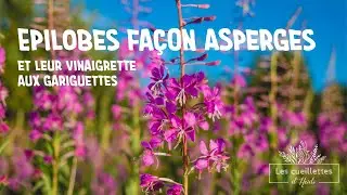 Epilobes façon asperges
