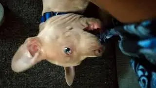 New puppy #pitbull#pitlife