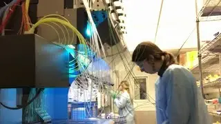 What are antibody therapies?