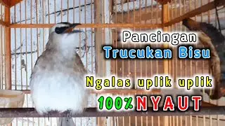 Trucukan gacor uplik uplik. pancingan trucukan bisu agar cepat bunyi gacor