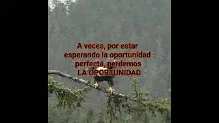 #frasesdelavida #t&uacute;puedes #refleciones #actitudpositiva #motivation #inspiraci&oacute;n #elpoderestaenti