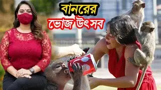 Monkey Buffet Festival in Thailand. Where a huge meal is prepared for the monkeys. Monkey Buffet Festival