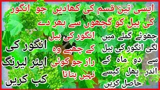 Best way to plant grape🍇vines in pot.Best three fertilizers for grape🍇 vine,