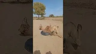 **عند زوال الحِكّة يصبح الجمل أكثر راحة! #Camel#AnimalCare#AnimalHealth#CamelCare#AnimalWellbeing