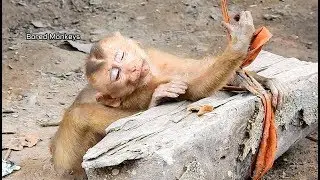 Feel cry How poor baby Axel sleeping like this condition,Axel lay on wood treat like bed|BM2294