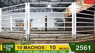 BRASIL LEILÕES - SÃO LUIS DE MONTES BELOS - GO -04/02/2026