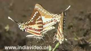Spot Swordtail Butterfly Oriental region India