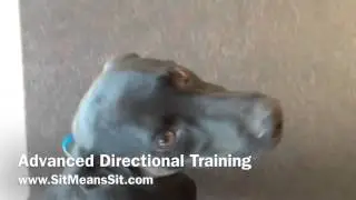 Advanced Dog Training w CHINGON!