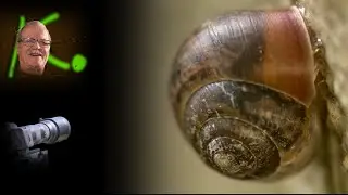 Gefleckte Schnirkelschnecke - Arianta arbustorum