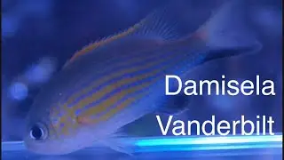 Pez damisela cromis vanderbilt una de las de cardumen y reef safe