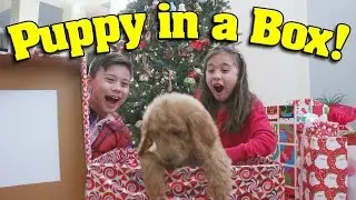 ЩЕНОК В КОРОБКЕ!!! Рождественские подарки и сюрпризы: распаковка с PuppyTube! Что мы получили на ...
