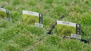 The Garden Gurus - Ozbreed Zen Grass