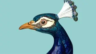 Object Focus: Percy the Peacock