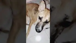 pets snack time 🥯🥨🧇🐕🐕#cute#pet#world💕