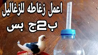 اصنع زغاطه للزغاليل ب2جنيه !!وكمان خلطه جباره لزياده الوزن في 3ايام👌