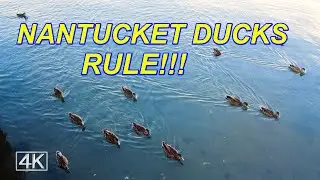 The Famous Ducks of Nantucket Massachusetts - Island Life Nature Video - 4K UHD - Binaural Audio