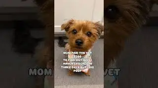 Public announcement #dog #cute #funny #puppy #doglovers #yorkie#dogs #pets