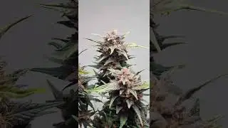 GELATO#41 AUTO