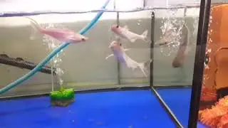 Albino Catfish Pangasius Hypophthalmus fish tank | aquarium fish