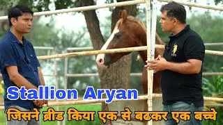 Stallion Aryan || क्या घोड़े की हाईट बढ़ाने से फायदा होता है कोई हमें भी बताये
