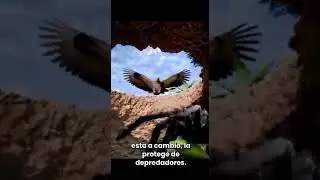 🕷️🐸TAR&Aacute;NTULAS y RANAS &mdash; Una SIMBIOSIS Sorprendente Y Mutuamente BENEFICIOSA