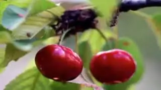 Jess et son accordeon LE TEMPS DES CERISES COOL