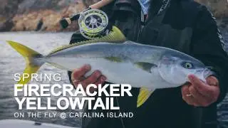 Fly Fishing Southern California - Catalina Yellowtail on the Fly