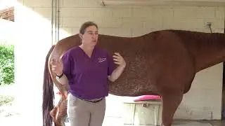 Body Condition Score video