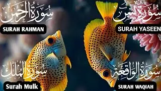 Mind Blowing Recitation Surah Yaseen❤️Surah Rahman ❤️ Surah Waqiah ❤️ Surah Mulk  #qurantilawat  